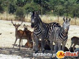 Safari Park de Madrid, Aldea del Fresno