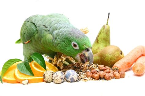 Safe Vegetables for Pet Birds » Petsoid