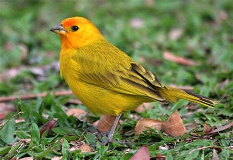 Saffron finch. Sicalis flaveola.   Birds of Kaloko ...