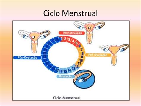 Saiba como calcular o ciclo menstrual