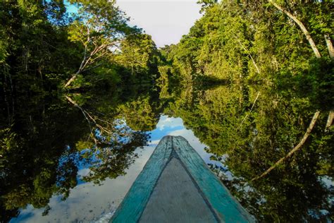 Saiba porque conhecer a Amazônia é uma experiência única ...