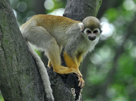 Saimiri sciureus / Common squirrel monkey in Shanghai Zoo