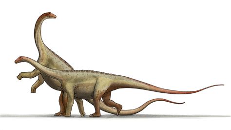 Saltasaurus   Wikipedia