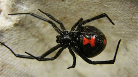 Salud advierte sobre picadura de arañas potencialmente ...
