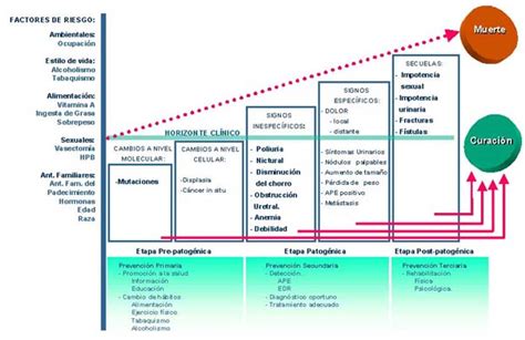 SALUD HUMANA: Cancer de Próstata