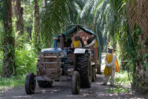 Salud y seguridad ocupacional en la agroindustria de aceite de palma – IBO