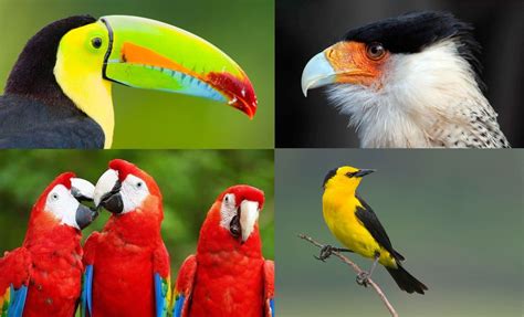 Salva a miles de aves en peligro de extinción en México ...