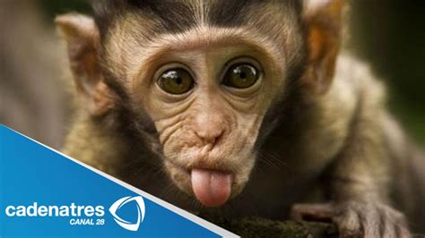 Salvan la vida de mono bebé al alimentarlo con leche ...