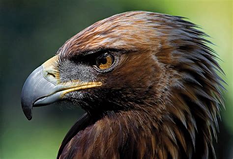 Salvando al águila imperial ibérica