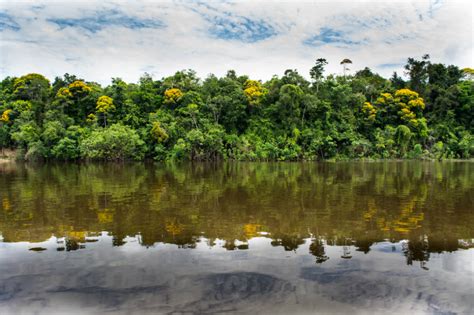 Salvar la Amazonía| ELESPECTADOR.COM