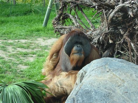 San Diego Zoo 2003   Majestic Orangutan male | ZooChat