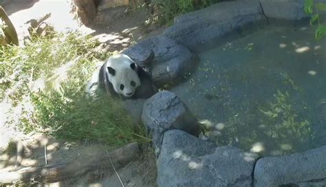 #San_Diego_Zoo #Giant_Panda cam | Mother Earth | Pinterest