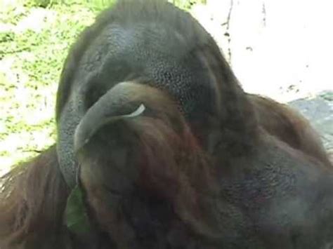 San Diego Zoo; Gorilla and Orangutan   YouTube