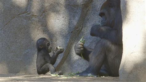 San Diego Zoo Gorilla Cam   Fuzzbeed HD Gallery