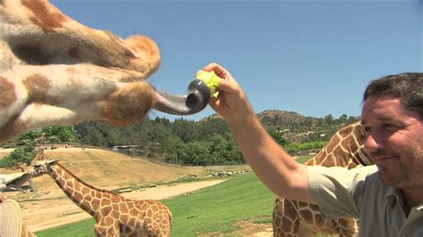 San Diego Zoo Kids   Giraffe   YouTube