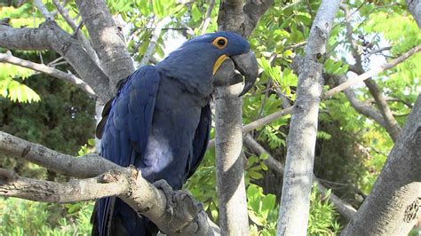 San Diego Zoo Kids   Hyacinth Macaw   YouTube