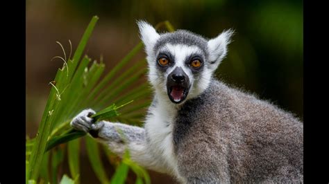 San Diego Zoo Kids   Lemurs   YouTube