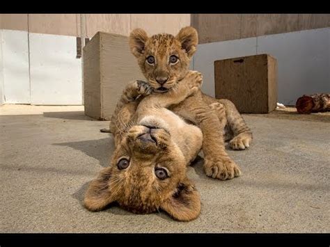 San Diego Zoo Kids   Lion Cubs   YouTube