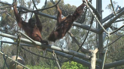 San Diego Zoo Kids   Orangutans & Siamangs   YouTube
