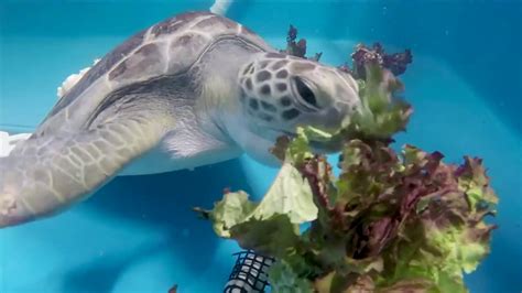 San Diego Zoo Kids   Sea Turtle Rescue   YouTube