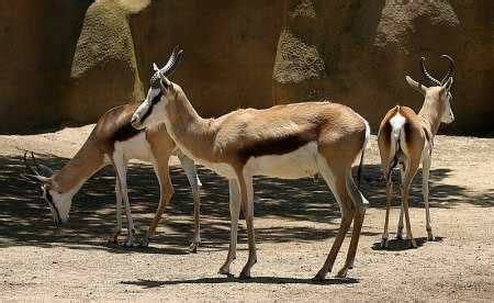 San Diego Zoo Prices | San Diego Zoo Tickets and Discounts