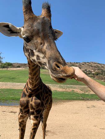 San Diego Zoo Safari Park  Escondido    2019 All You Need ...