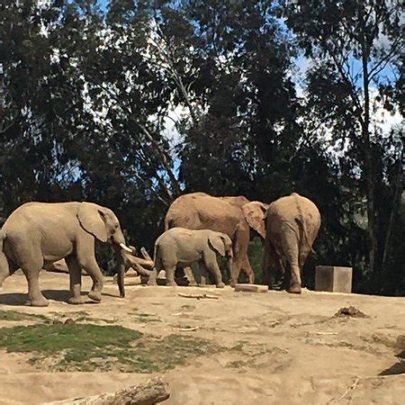 San Diego Zoo Safari Park  Escondido    2020 All You Need ...