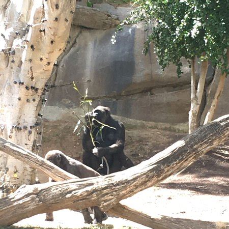 San Diego Zoo Safari Park  Escondido    2020 All You Need ...