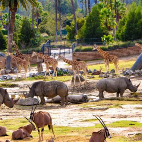 San Diego Zoo Safari Park Fortifies Wildland Fire Defense ...