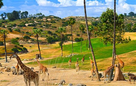 San Diego Zoo Safari Park Tour, Wild Animal Park, Safari ...
