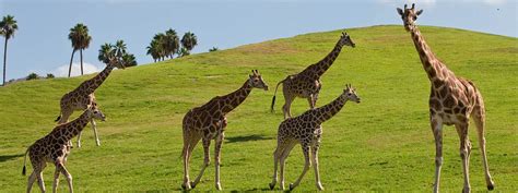 San Diego Zoo Safari Park Vacation Package