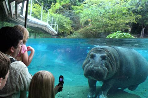 San Diego Zoo: San Diego Attractions Review   10Best ...