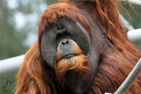 San Diego Zoo: Satu  Male Orangutan  | Jasmine Curtis | Flickr