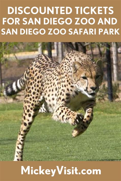San Diego Zoo Tickets 2020: Get San Diego Zoo Discount ...