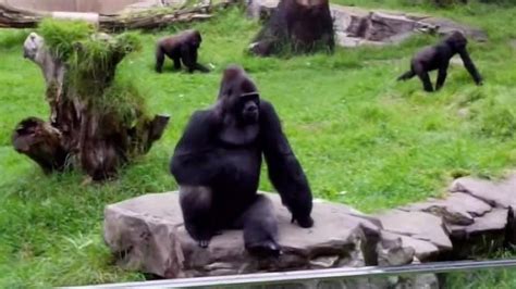 San Francisco Zoo knew dangers years before baby gorilla ...