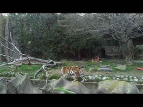 San Francisco Zoo Tiger s Tatiana   YouTube