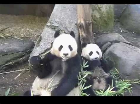 SanDiego zoo panda cam video Bai and Mr Wu. 2013 12 02, 15 ...