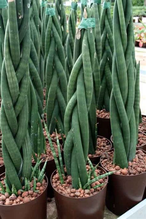 Sansevieria   braided with trade name  dragon s tail ...