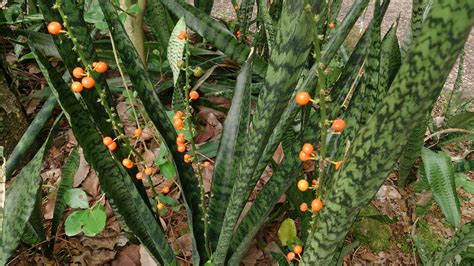 Sansevieria trifasciata   Wikipedia | Plantas venenosas ...
