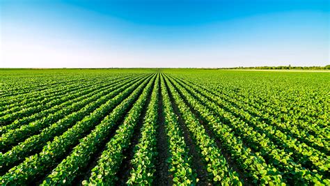 Santa Fe: destacan buenas condiciones en siembras de soja | IMPULSO