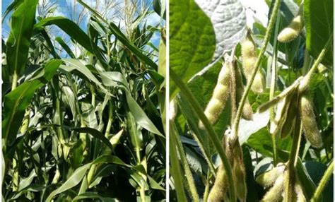 Santa Fe: expectativas favorables para la soja y el maíz ...