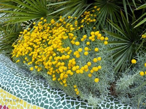 Santolina: plantas mediterráneas en jardines mediterráneos | Jardín ...