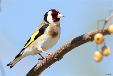 Santy1964  Tags: goldfinch trujillo paseriforme ...
