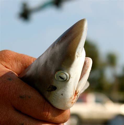 Sarasota Daily Photo: Baby Shark