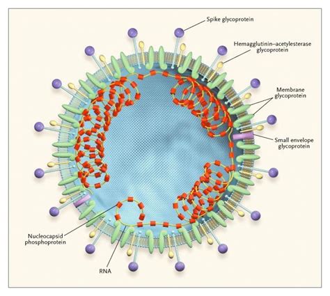 SARS Associated Coronavirus | NEJM