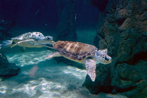 【Atlantis Aquarium Madrid】Ven al acuario marino | intu Xanadú