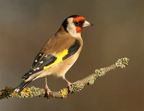 Satsang Zaragoza : UN PÁJARO CANTANDO. JEFF FOSTER.