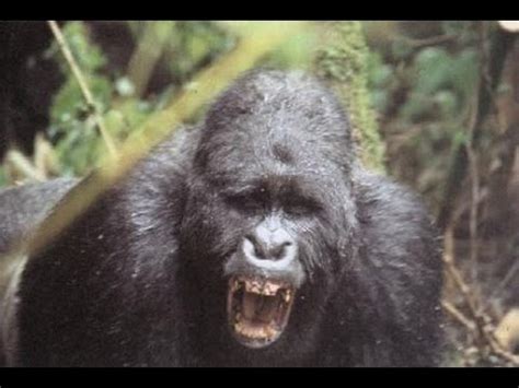 Savage Ape Kills Boring Man | Live On Camera **Warning ...