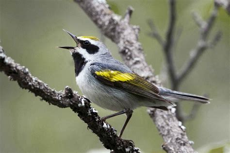 Saving North Carolina s Climate Threatened Birds | Audubon ...