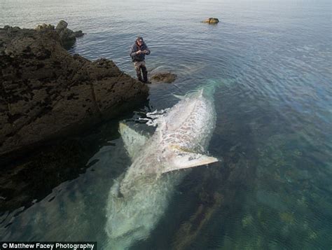 ‘Biggest EVER’ porbeagle shark reeled in off Devon coast ...